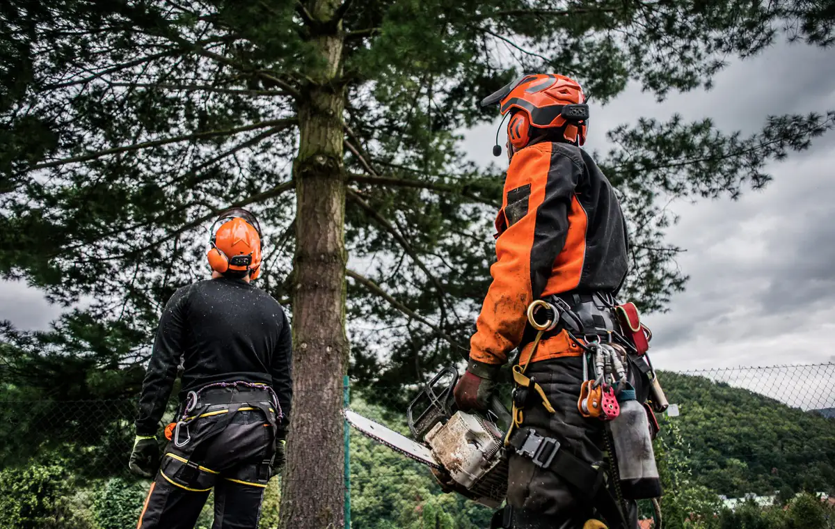 Two Knights Tree Surgery climbers in full PPE at the base of a tall conifer, checking ropes before a climb