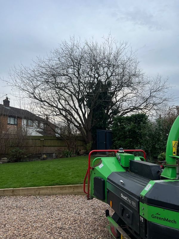 Woodchipper parked on a gravel driveway beneath a large bare tree