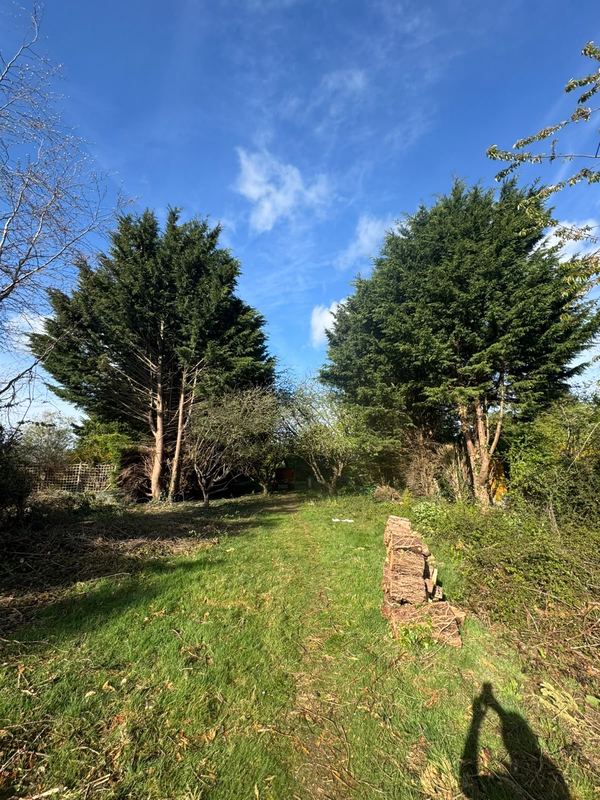 Cut logs stacked along a grass bank where conifers have been removed