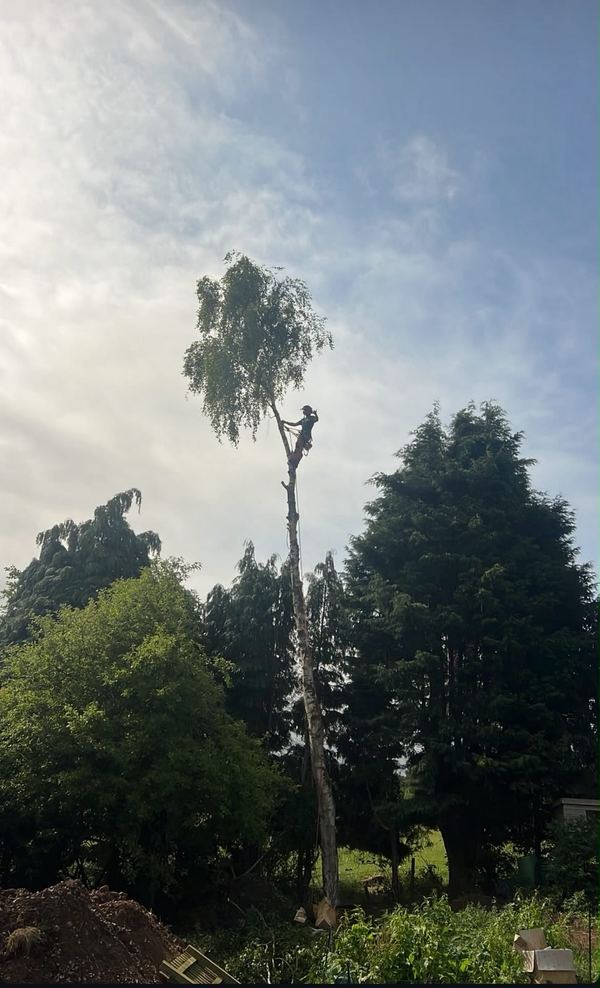 Tall conifer being taken down in sections, the upper stem already removed