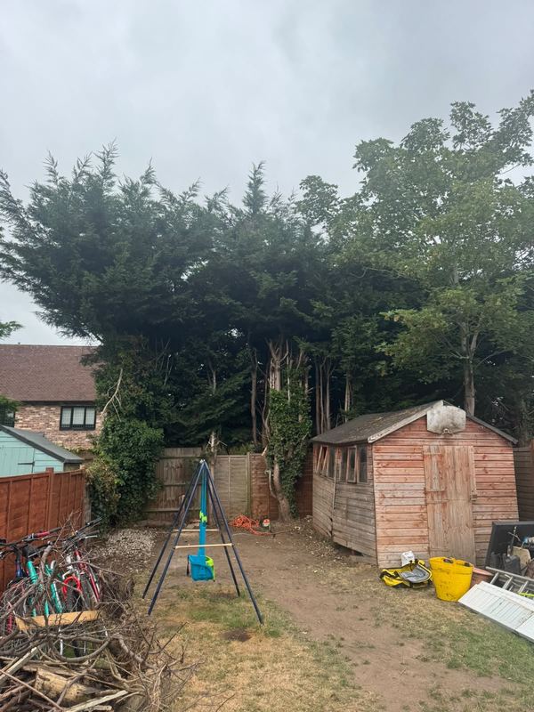 Tall conifers behind two garden sheds with equipment set out on the ground