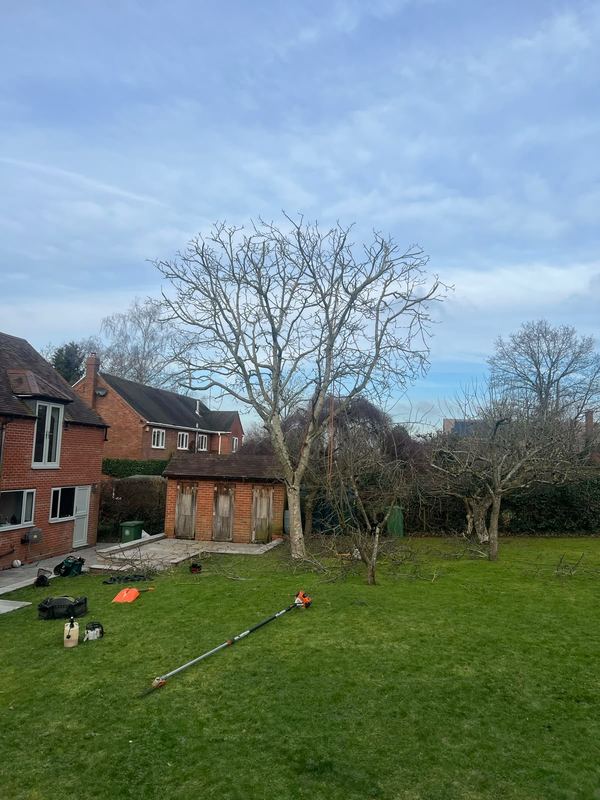 Bare tree beside a red brick house with cut logs stacked on the lawn