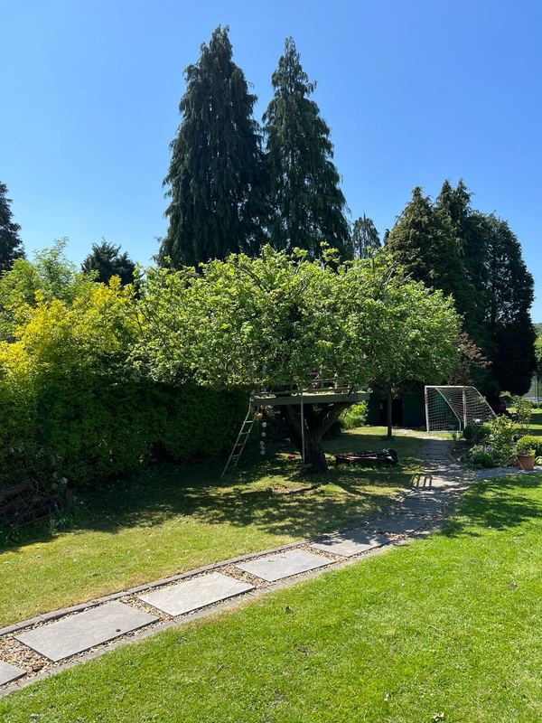 Tall conifer in a back garden beside a swing and paved path