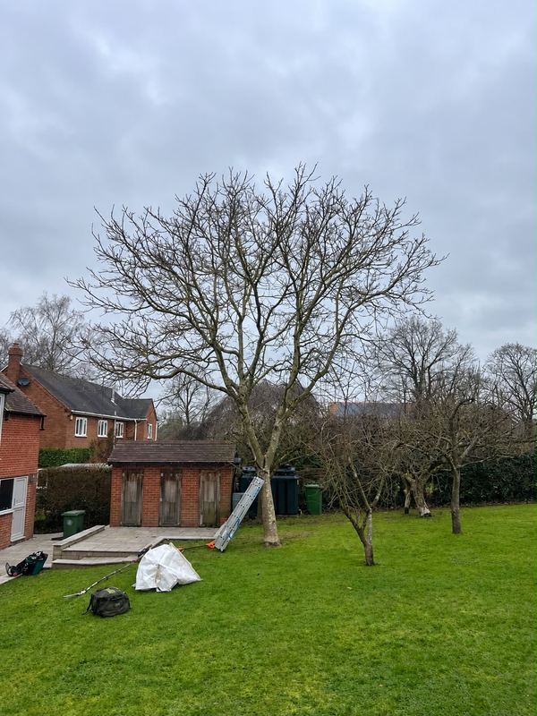 Bagged garden waste on a lawn with bare trees behind