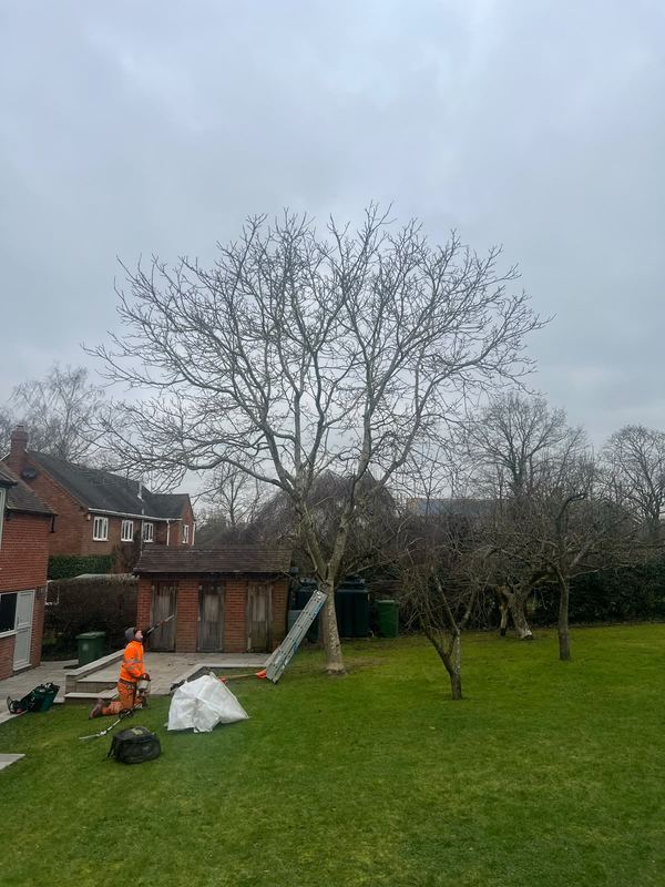 Operative in high-visibility clothing working beneath a large bare-branched garden tree
