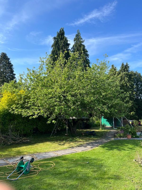 Broad leafy tree over a lawn after the lower branches were lifted clear