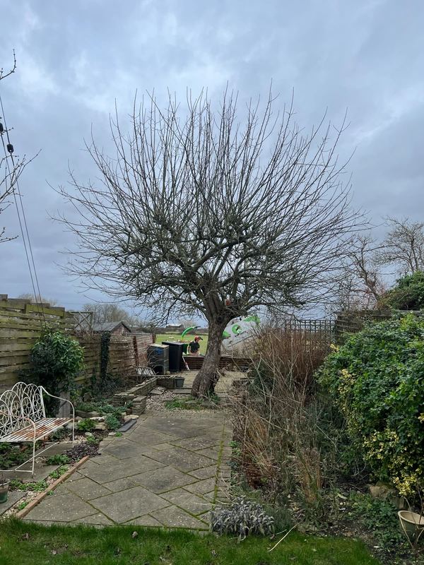 Bare-branched tree above a paved garden patio and swing seat