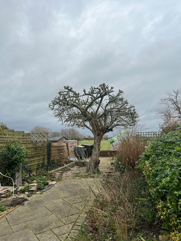 Garden tree with a reshaped crown above a paved seating area