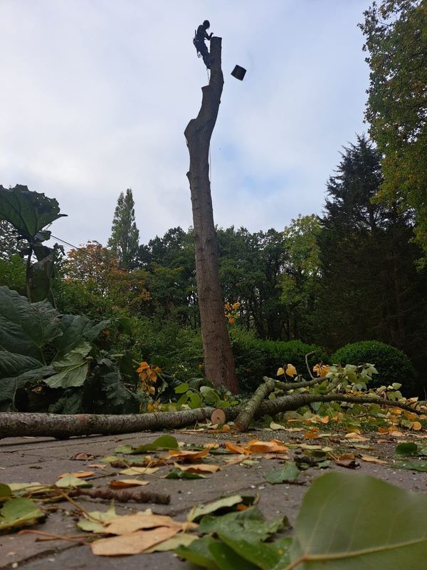 Bare conifer stem being dismantled above a pond with cut timber on the bank