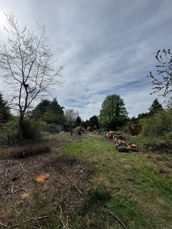 Open ground cleared of scrub with cut timber stacked to one side