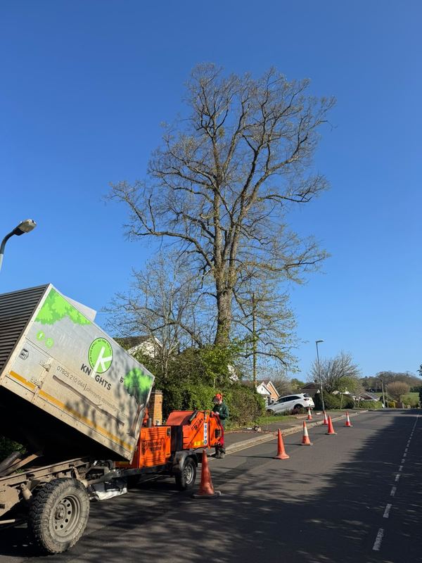 Tipper lorry and traffic cones set out on a road beneath a tall bare tree
