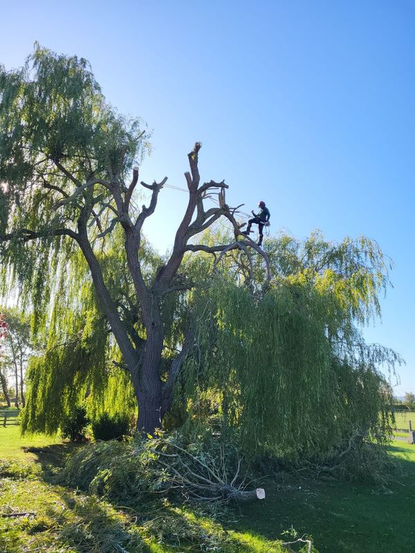 Climber roped into the crown of a large willow being cut back to its main limbs