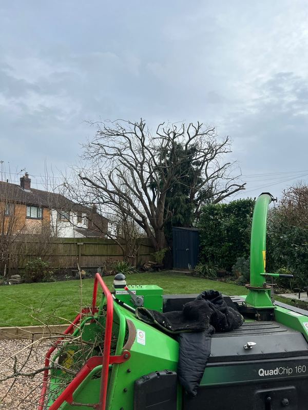 Green woodchipper positioned on a garden path with bare trees behind