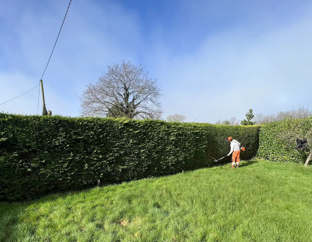 Freshly cut conifer hedge running the length of a lawn