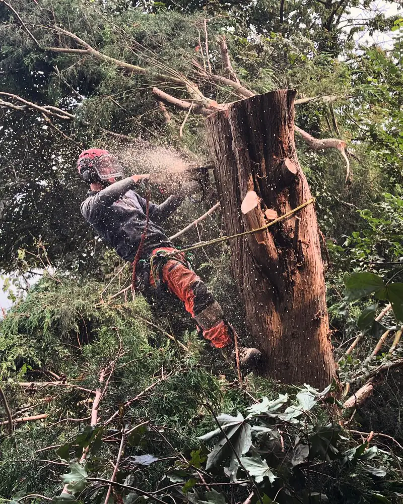 Tree surgeon sectional felling a large trunk with a chainsaw
