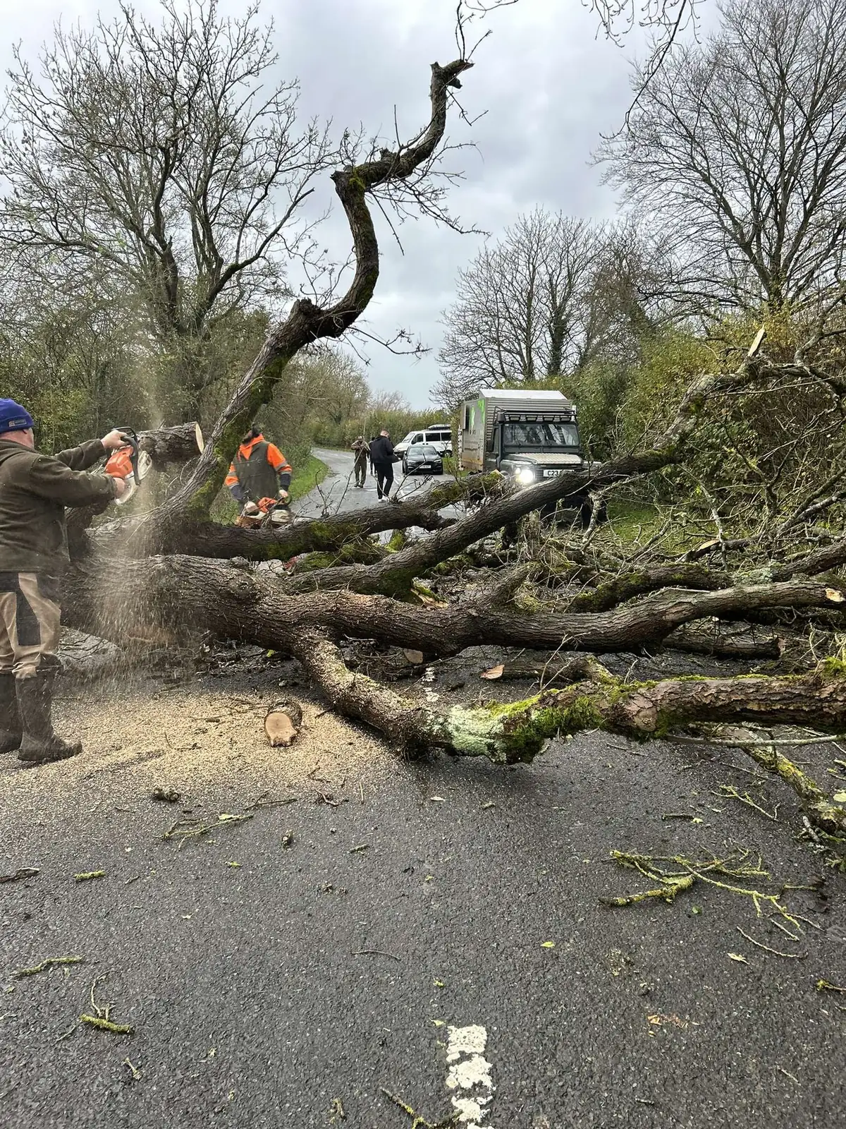 Crew clearing a large storm-fallen tree from a road